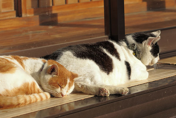 寝転ぶ2匹の猫