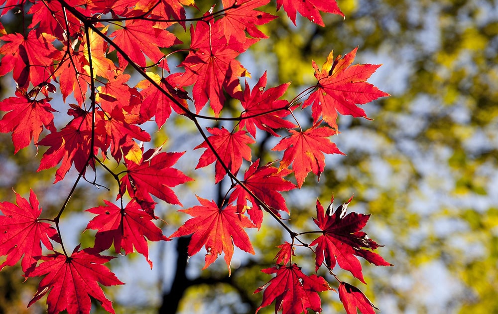 紅葉したもみじ