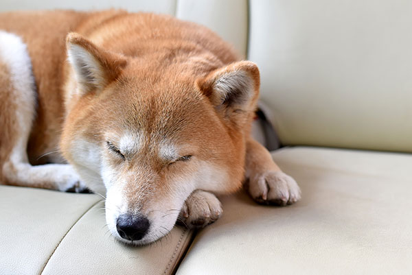 ソファで寝転がる犬
